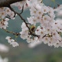 봄꽃 벚꽃사진3