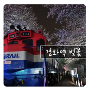 경화역 벚꽃, 그 밤은 아름다웠다