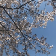 하늘하늘색에 하얀 벚꽃이 예쁩니다.