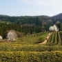 [보성 가볼만한곳] 봄을 품은 보성 녹차밭, 대한다원