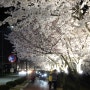 170406 [경북 김천] 강변공원 ~ 강변조각공원 벚꽃 구경