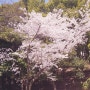 벚꽃절정 구경
