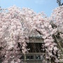서울 벚꽃 명소 국립 현충원 벚꽃 수양벚꽃축제 구경
