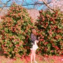 [창원 벚꽃] 가포~덕동 꽃놀이 데이트