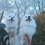 반려견과 함께 산책하기:) 김천 강아지 산책하기 좋은 곳은?!