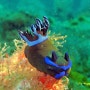 [Philippines] 너무나 이쁜 물속 친구, 누디브렌치(Nudibranch 갯민숭달팽이) : #25