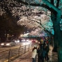[여의도 벚꽃축제]저녁시간 여의도 윤중로를 걸으며 벚꽃구경!