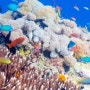 산호초 생태계와 생물상