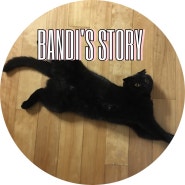 BANDI'S STORY - 어느 날의 데일리룩, 그리고 맛있었던 음식과 냥집사일상