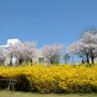 풍경과사진 봄꽃 개나리와 벚꽃 그리고 파란하늘이 만든 수채화