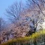 서울 벚꽃 명소 양재천 벚꽃 야간 산책