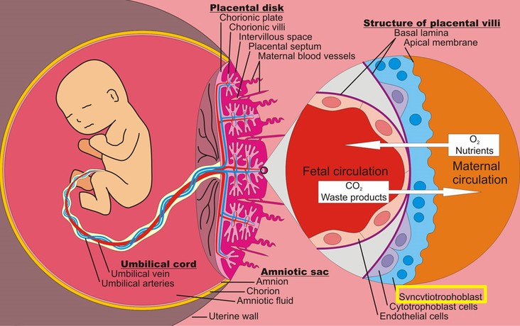 HELLP syndrome : 네이버 블로그