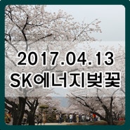 인천 sk 석유화학 벚꽃 개방기간 주차장 알려드려요