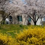 풍경과사진 개나리와 벚꽃 그리고 파란하늘2