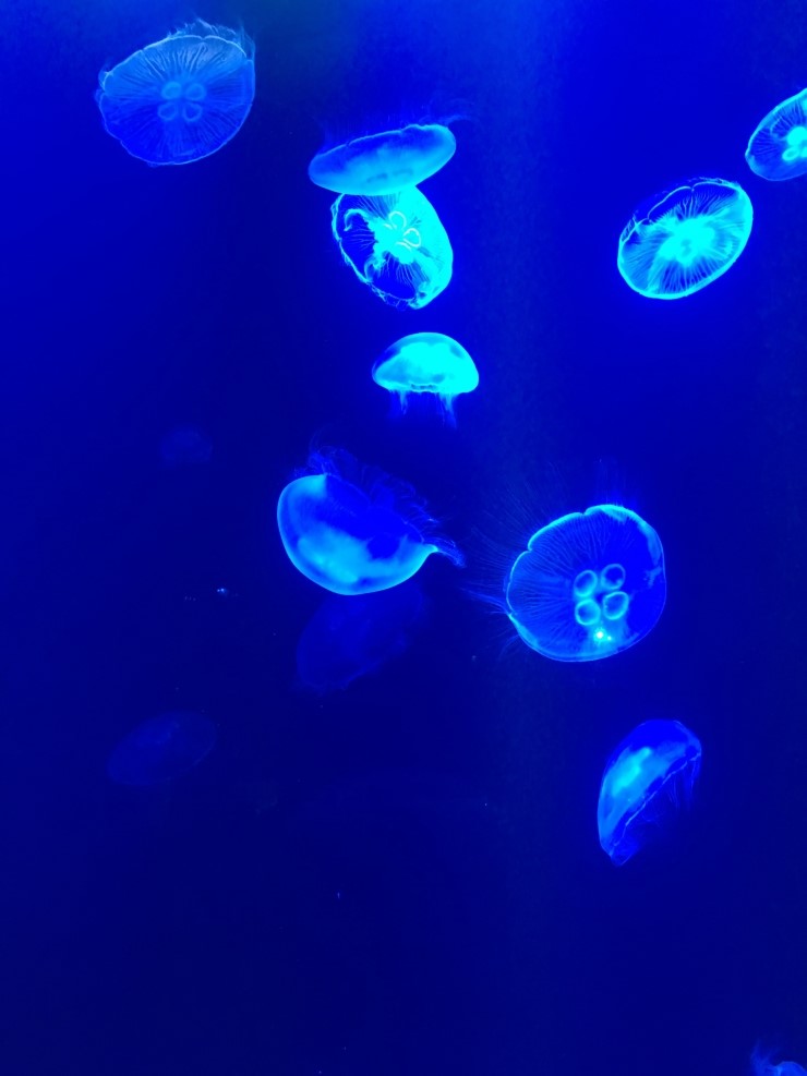 [police, clergy]-정관사 the+복수취급-어학세계사 : 네이버 블로그