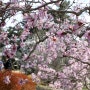 서산가볼만한곳.서산의 봄꽃지도,이 봄! 꽃길만 걸어볼까요?