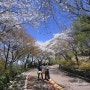 서울 벚꽃 명소 남산 둘레길 벚꽃축제 봄나들이 산책하기 좋은 곳~!