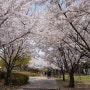 인천 벚꽃구경하기