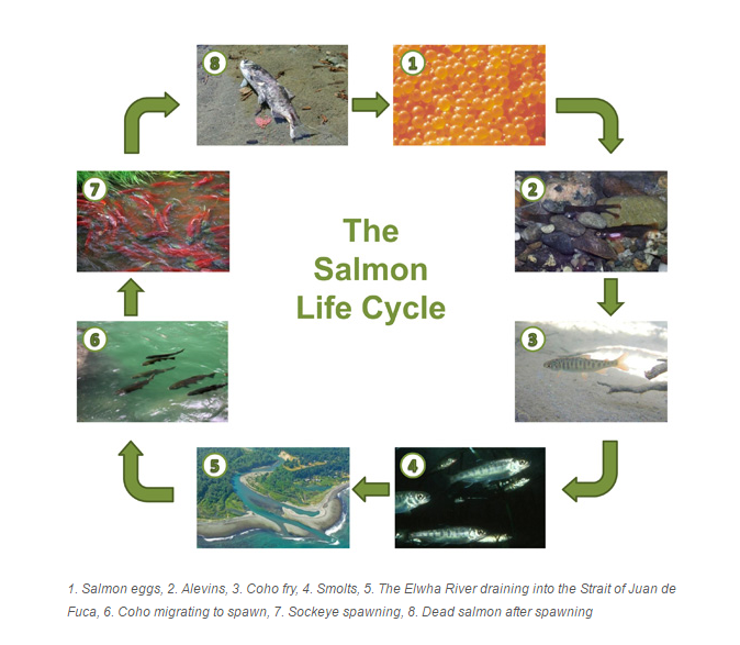 [캐나다 동물] 연어의 생애 주기(The Salmon Life Cycle) : 네이버 블로그