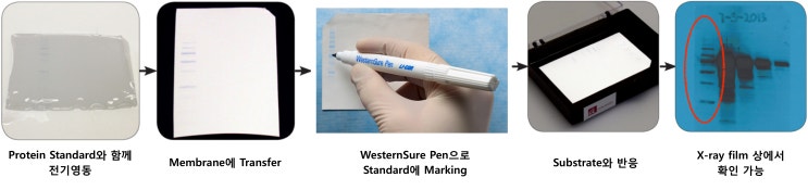 [Li-Cor]-WesternSure™ Pen / chemiluminescent substrates에 발광하는 펜 / X-Ray ...