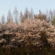 건지산의 봄 그리고 벚꽃