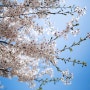 [홍제동]4월 데이트 추천 벚꽃명소 안산벚꽃길