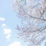 [Batis 2/25] 벚꽃 하늘