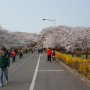 인천 벚꽃명소 SK석유화학 벚꽃동산 가길 잘했다♥