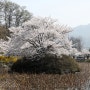 170407 [경북 김천] 연화지 벚꽃 풍경