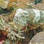 [Philippines] 바닷속에 사는 외계인, 갑오징어(Cuttlefish,甲イカ) : #1