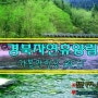 경북자연휴양림 가볼만한곳 BEST10