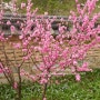 주말나들이추천:에버랜드 벚꽃축제 다녀왔어요:에버랜드 호암미술관