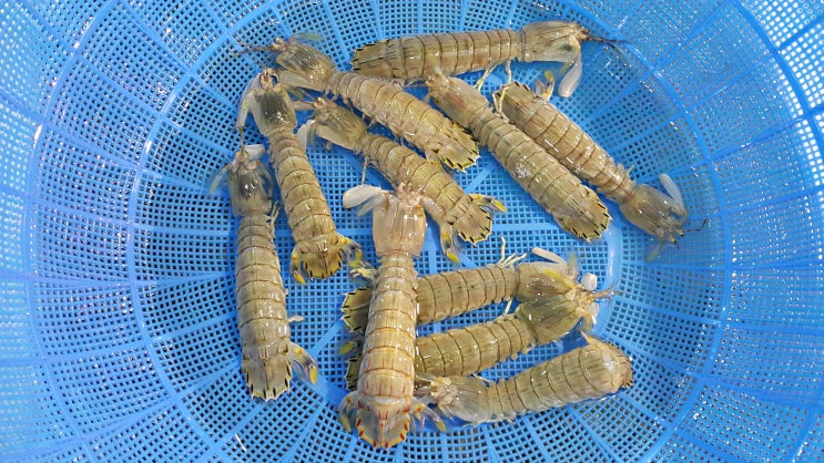 4월 5월 제철 수산물/ 알밴 갯가재가 제철입니다. 갯가재찜 갯가재무침 갯가재택배 : 네이버 블로그