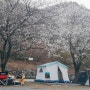 [캠핑]벚꽃캠핑: 우리에게도 활짝^^