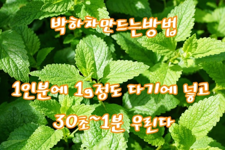 박하의 효능 박하차 끊이는 방법 다이어트에 좋은 한약재 : 네이버 블로그