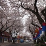 2017 봄 제주도 여행 꽃 사진찍기좋은곳_전농로 아침