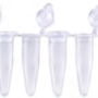 [Gunster] 0.2ml PCR 8 Strip Tubes with Attached Cap MB-P08A