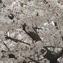 안산 호수공원 벚꽃구경