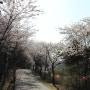 서산여행,서산가볼만한곳,서산에서 가장 봄이 늦게 찾아오는곳,대산읍 망일산 벚꽃