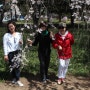 서울 국립현충원 지난봄 벚꽃 축제 늦은 후기