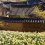 [서산] 봄꽃 여행지 유기방 가옥