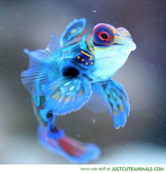 periwinkle mandarin fish 대수리 만다린 물고기 : 네이버 블로그