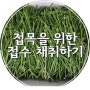 영광 망고야 농장 # 귤나무 접목을 위한 접수 채취하기 (한라봉, 천혜향, 레드향, 황금향)