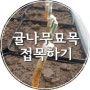 영광 망고야 농장 # 귤나무 묘목 접목하기 (한라봉, 천혜향, 레드향, 황금향)