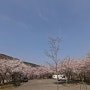 영천 치산계곡에서 벚꽃 향기에 취하다 (2017년4월7일~9일)
