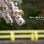 가평 상천 벚꽃 나들이 (2017. 4. 16)