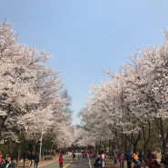 인천대공원 벚꽃구경 봄나들이~♡