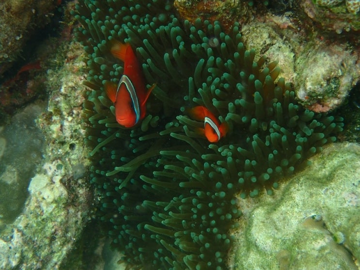 세부와니강사 토마토크라운피쉬(tomato clown fish) : 네이버 블로그