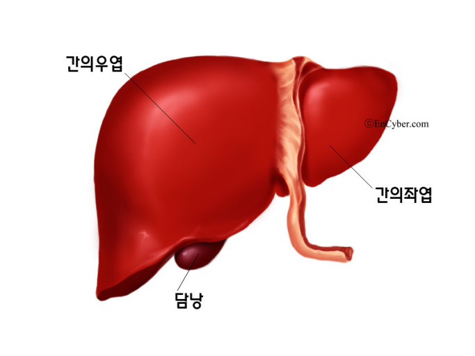 목양체질의 간 : 네이버 블로그