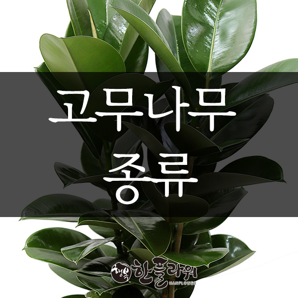 고무나무 종류 :: 뱅갈고무나무/떡갈고무나무/벤자민/크루시아 : 네이버 블로그